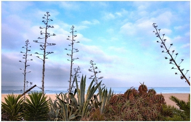A Succulent Morning