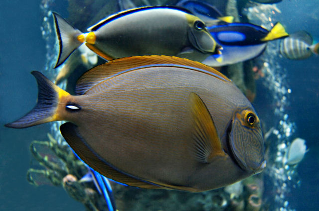 Fish Lips