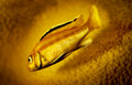 93425535_cmUpJlw3_fish.jpg