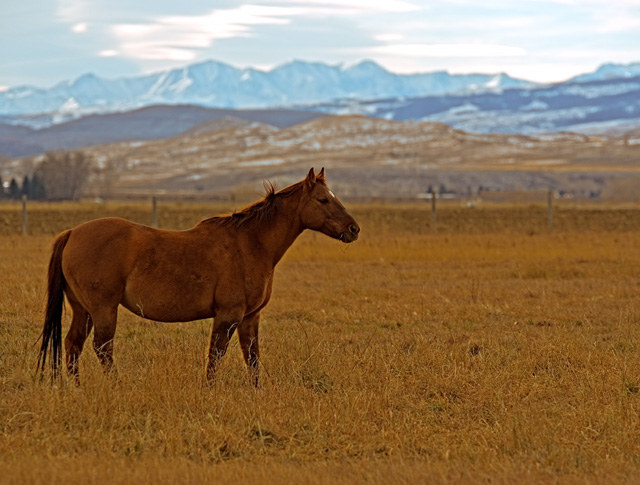 horse6.jpg
