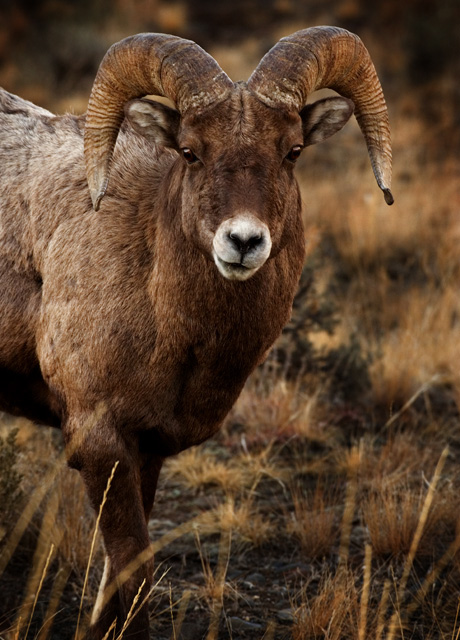 ram2.jpg