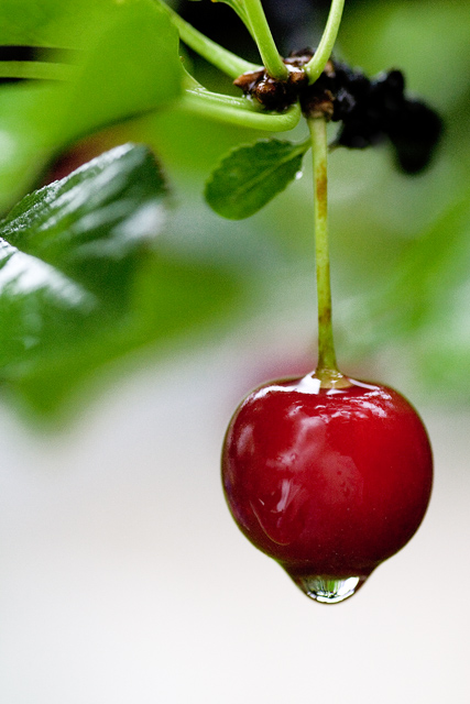 cherrysharper.jpg
