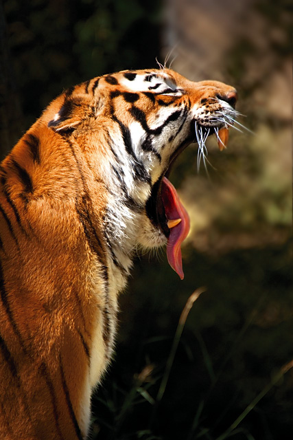 yawn.jpg