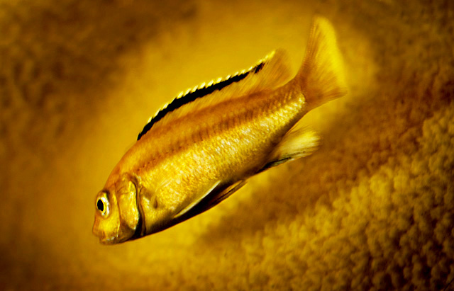 93425535_cmUpJlw3_fish.jpg