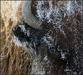 Bison Close Up