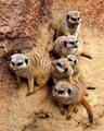 Meercat Picnic