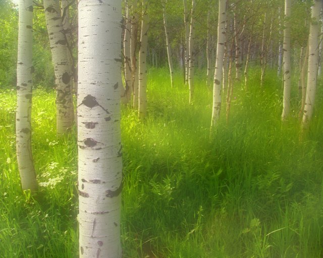 Aspen Mist