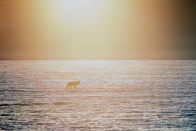 Wolf at Sunrise