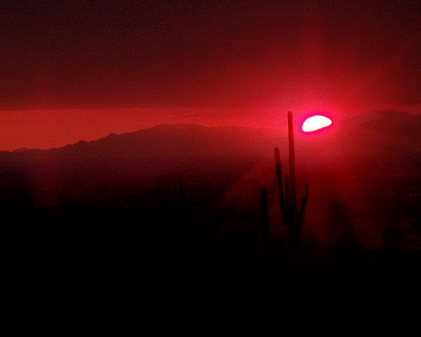 Saguaro Sunset