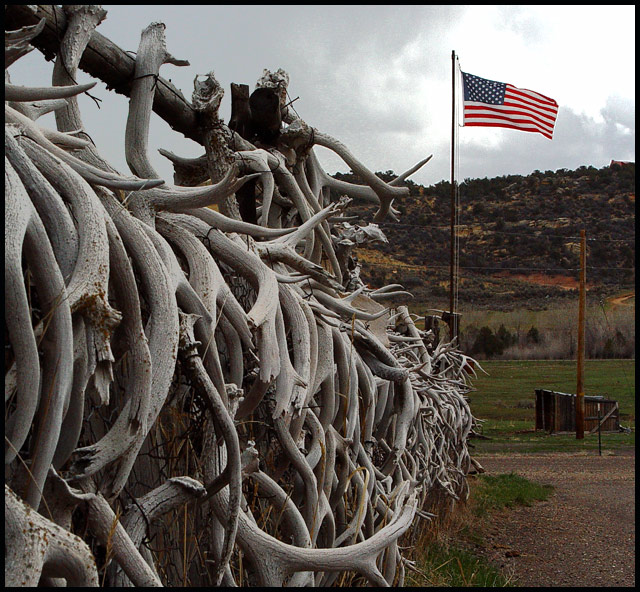 Flag with Antlers