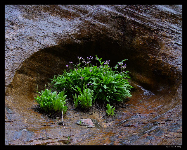 Garden in Zion