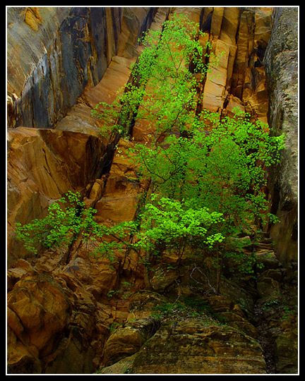 Trees in Zion #2