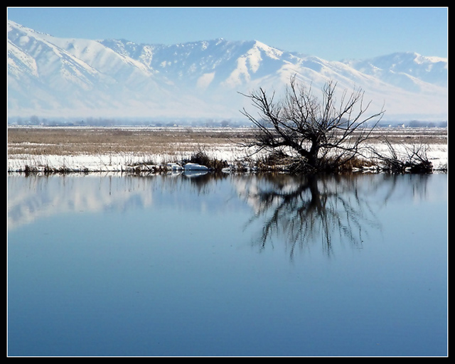 Bear River Tree #1