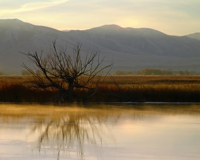 Bear River Tree #2