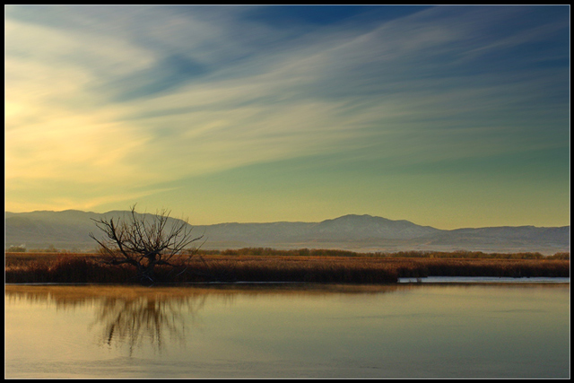 Bear River Tree #4