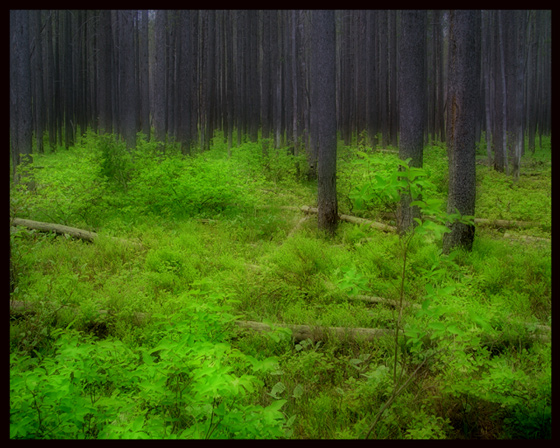 Yellowstone Forest