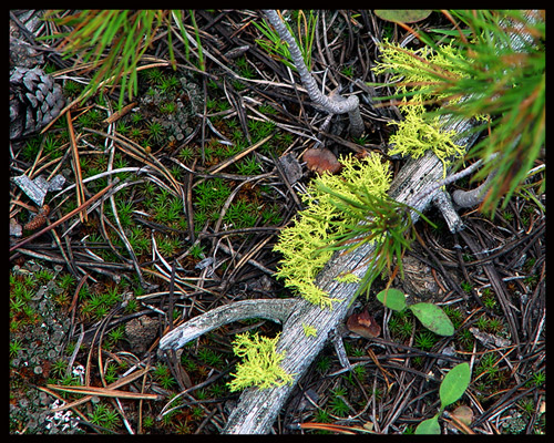 Forest Floor