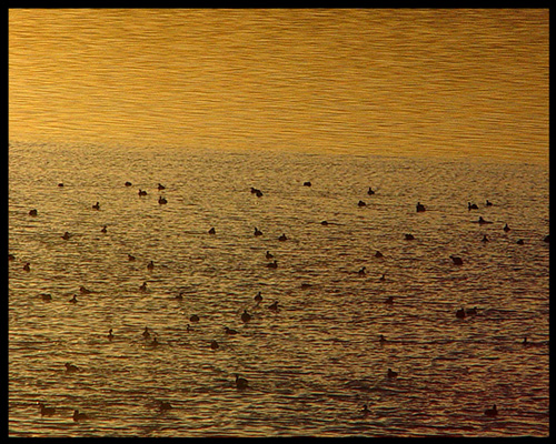 Cormorants on the Great Salt Lake