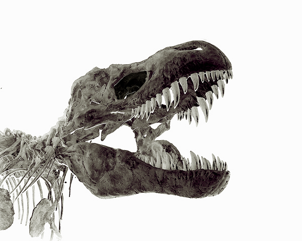 Bones #3
