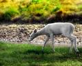 Albino