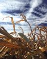 Stalks
