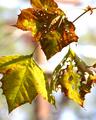 Leaves