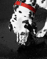 Dalmation