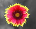Red & Yellow