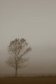 Foggy Tree