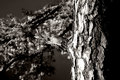 Tree Study