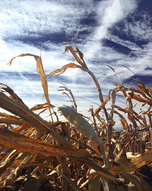Stalks