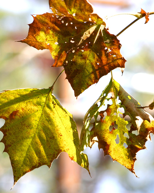 Leaves