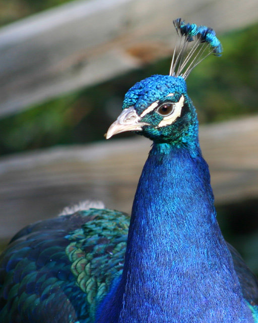 Peacock