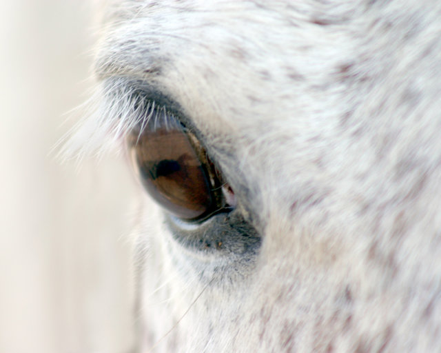 Horse Eye