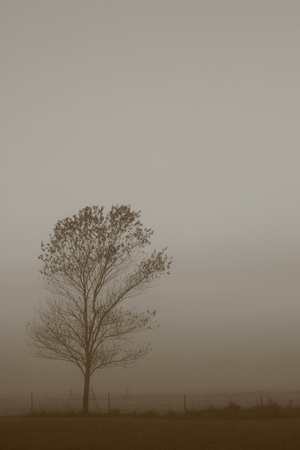 Foggy Tree