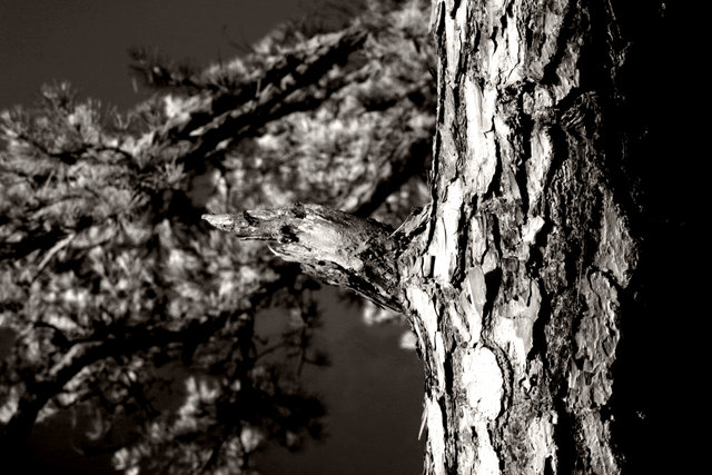 Tree Study