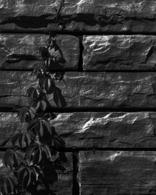 Wall Weed