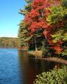 Bright Autumn Color