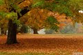 Fall In New Hampshire