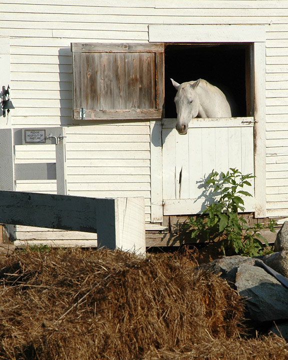 Mr. Ed