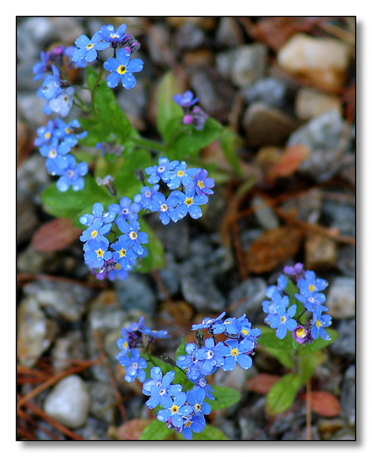 Beauty Among The Rocks