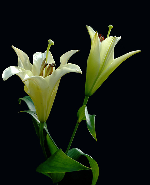 Graceful Lillies