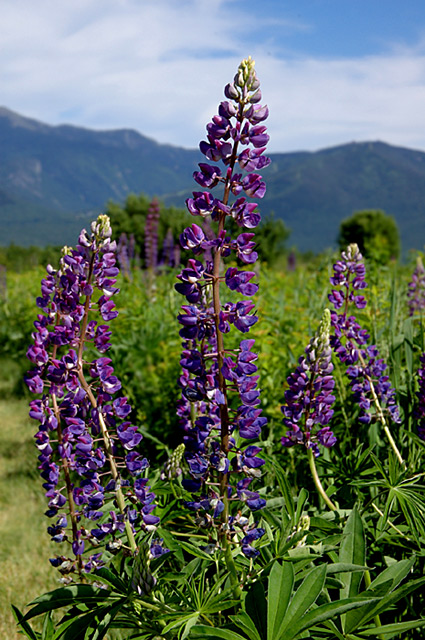 Fields of Lupine