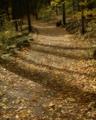 Fall Trail
