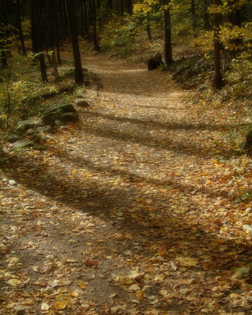 Fall Trail