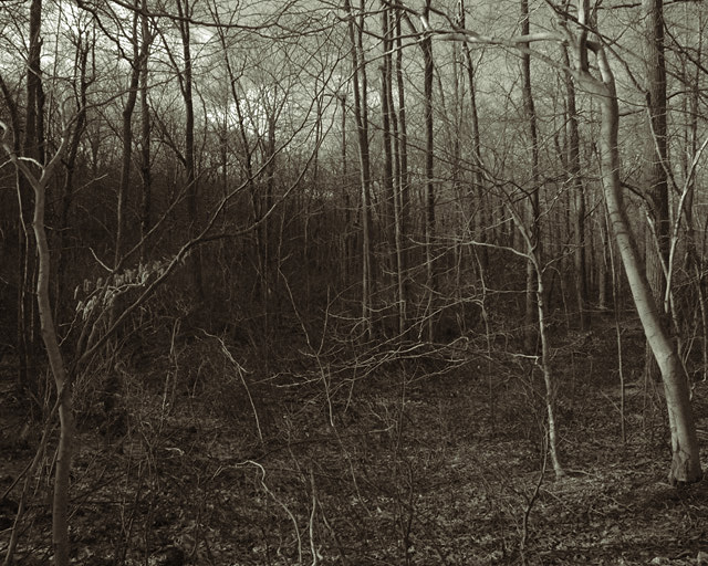 Forest