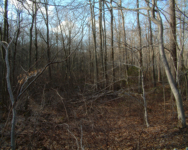 Forest II