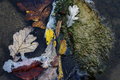 Bear Creek Morning III