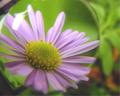 Magnified Purple Daisy
