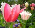 Lovely Tulips